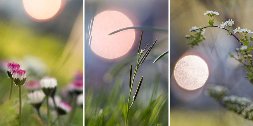 Collage of a budding Cardamine pratensis flower amidst swaying grass blades under a red circular sun and purple evening sky.